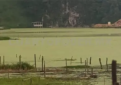 Denuncian contaminaci&oacute;n de laguna de Navenchauc