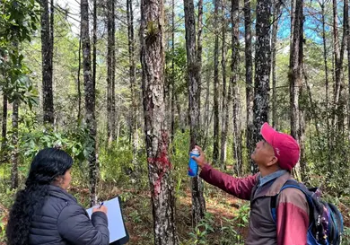 Reducen poblaci&oacute;n de insectos en Montebello