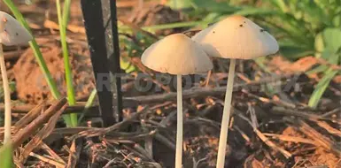 Cultivar hongos, una alternativa en Chiapas