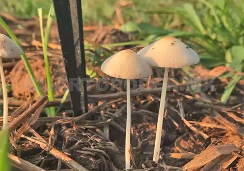 Cultivar hongos, una alternativa en Chiapas