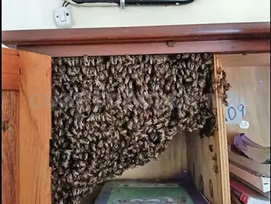 Retiran enjambre de abejas dentro de sal&oacute;n de clases