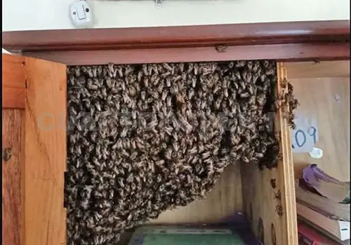 Retiran enjambre de abejas dentro de sal&oacute;n de clases