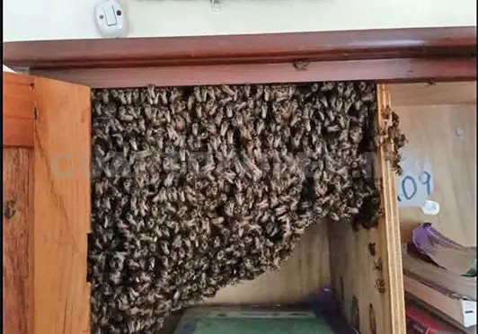 Retiran enjambre de abejas dentro de sal&oacute;n de clases