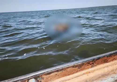 Piden agilizar estudios a cuerpos hallados en el mar