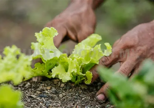 La agroecología es una herramienta política La agroecología es una herramienta política