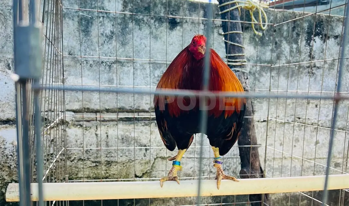 Las aves de combate, explicaron, tienen un cuidado especial previo a los eventos. Cortesía