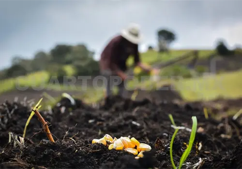 Campo se queda sin relevo intergeneracional Campo se queda sin relevo intergeneracional