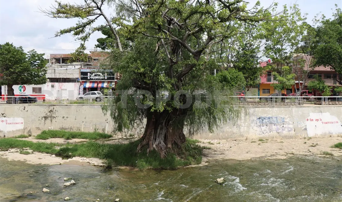 Antiguamente, decenas de estos ejemplares crecían en los alrededores del cauce; hoy esa imagen es “casi un recuerdo”. CP