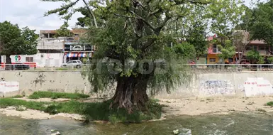Llaman al rescate del sabino en su día Llaman al rescate del sabino en su día