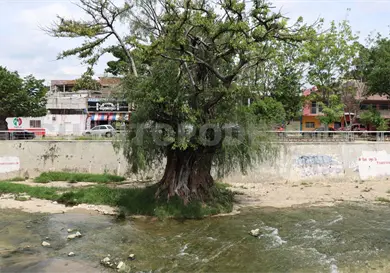 Llaman al rescate del sabino en su día Llaman al rescate del sabino en su día
