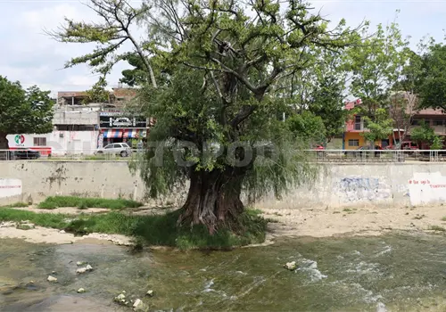 Llaman al rescate del sabino en su d&iacute;a