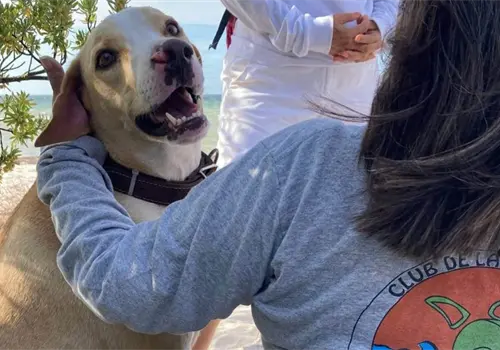 Muere Manchas, perro que proteg&iacute;a tortugas marinas
