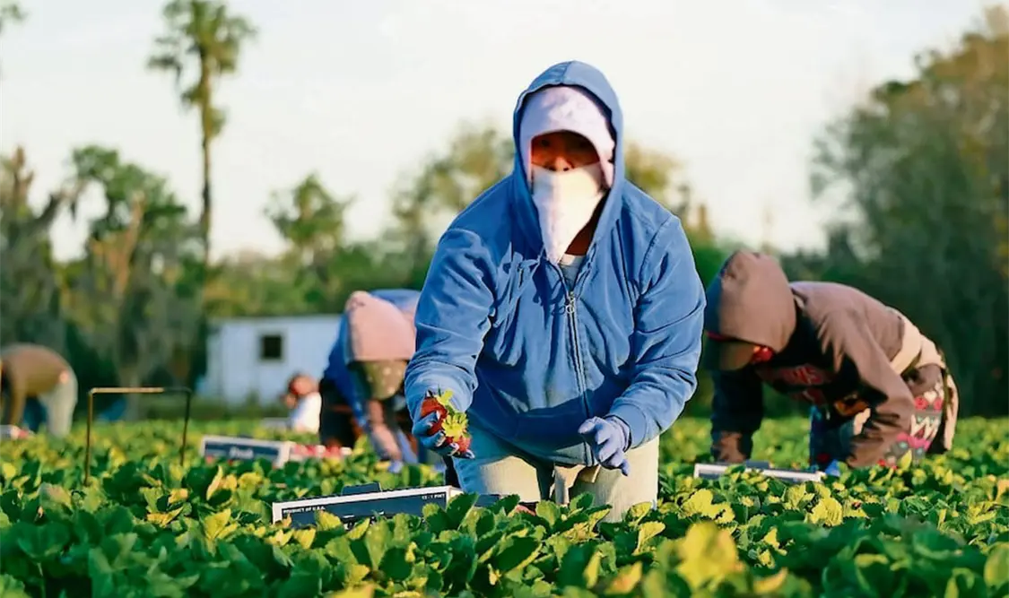 La estacionalidad y el trabajo forzoso es parte de la agenda agropecuaria con México. Cortesía
