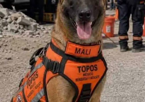 Mali, símbolo de esperanza para encontrar vidas Mali, símbolo de esperanza para encontrar vidas
