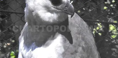 Águila Arpía a resguardo, tras caso de gripe aviar Águila Arpía a resguardo, tras caso de gripe aviar