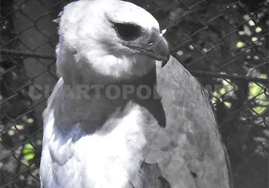 &Aacute;guila Arp&iacute;a a resguardo, tras caso de gripe aviar