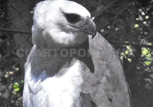 &Aacute;guila Arp&iacute;a a resguardo, tras caso de gripe aviar