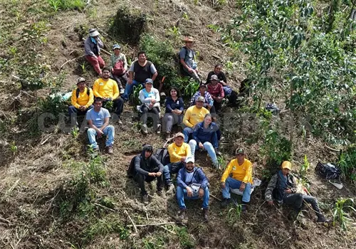 Impulsan restauración de bosques en la entidad Impulsan restauración de bosques en la entidad