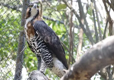 Senasica monitorea aves alrededor del ZooMAT