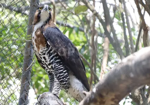 Senasica monitorea aves alrededor del ZooMAT Senasica monitorea aves alrededor del ZooMAT