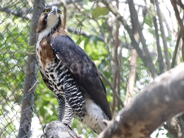 Senasica monitorea aves alrededor del ZooMAT