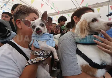 Se debe vigilar el apego a las mascotas