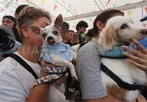 Se debe vigilar el apego a las mascotas