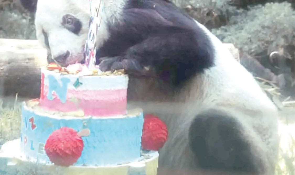 Celebran el cumpleaños 36 de la panda Xin Xin