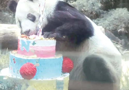 Celebran el cumplea&ntilde;os 36 de la panda Xin Xin