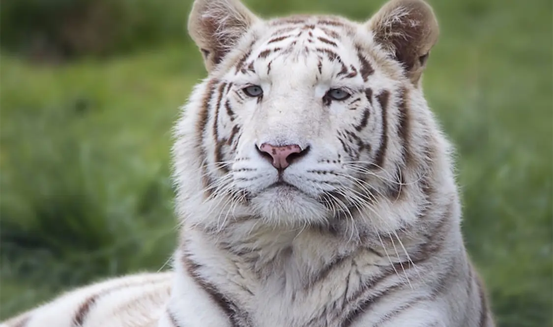 Tigre de bengala “Kenzo”. Cortesía