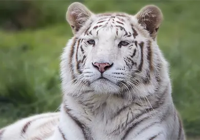 Rechazan contradicciones en muerte de tigre Kenzo en rescate Rechazan contradicciones en muerte de tigre Kenzo en rescate
