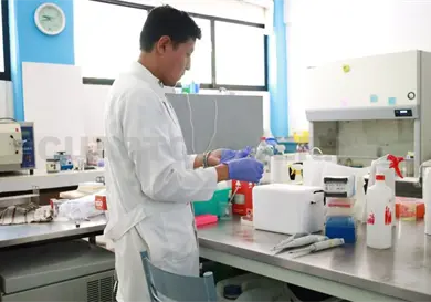 Estudian mejora genética de la caña de azúcar Estudian mejora genética de la caña de azúcar
