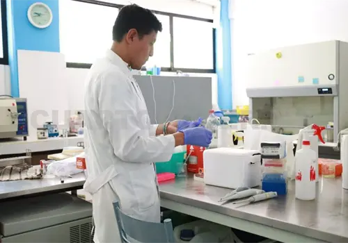 Estudian mejora gen&eacute;tica de la ca&ntilde;a de az&uacute;car