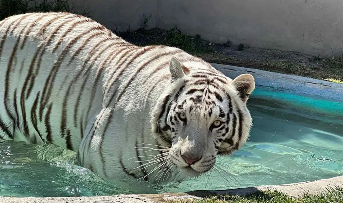 Realizan necropsia al tigre de bengala Kenzo