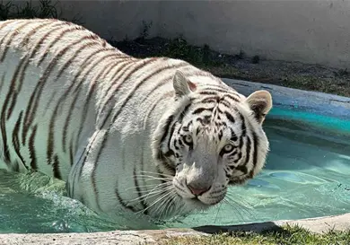 Realizan necropsia al tigre de bengala Kenzo Realizan necropsia al tigre de bengala Kenzo
