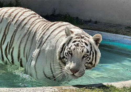 Realizan necropsia al tigre de bengala Kenzo Realizan necropsia al tigre de bengala Kenzo