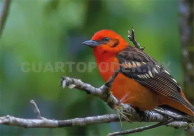 Realizar&aacute;n foro Interacciones Humano-Fauna