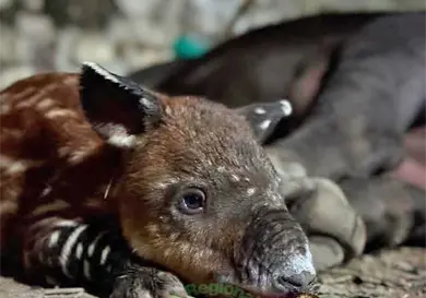 Confirman nacimiento de otro tapir en ZooMAT Confirman nacimiento de otro tapir en ZooMAT