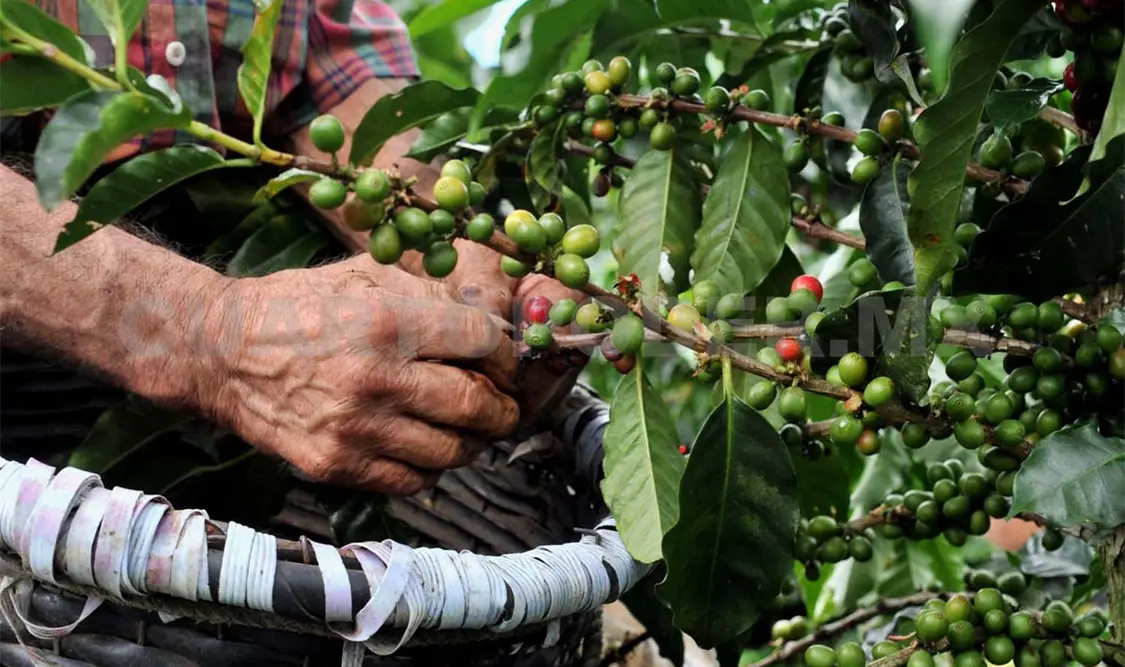 El cultivo de café es el principal en materia económica para el estado, por ello la prevención de plagas. Diego Pérez / CP