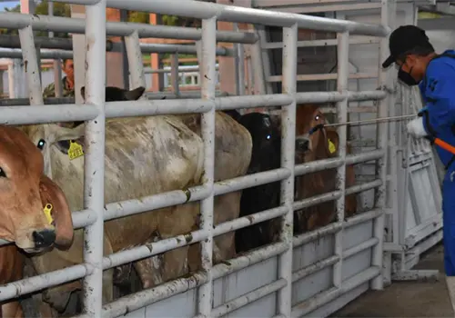 Gusano barrenador sigue imparable en Yucat&aacute;n
