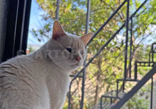 Las mascotas son un riesgo para la biodiversidad