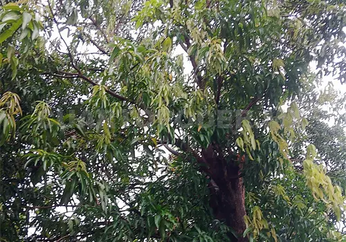 Aumentan da&ntilde;os por gusano en huertas