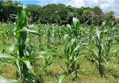 Falta de lluvias amenaza la producci&oacute;n de ma&iacute;z