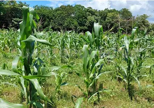 Falta de lluvias amenaza la producci&oacute;n de ma&iacute;z