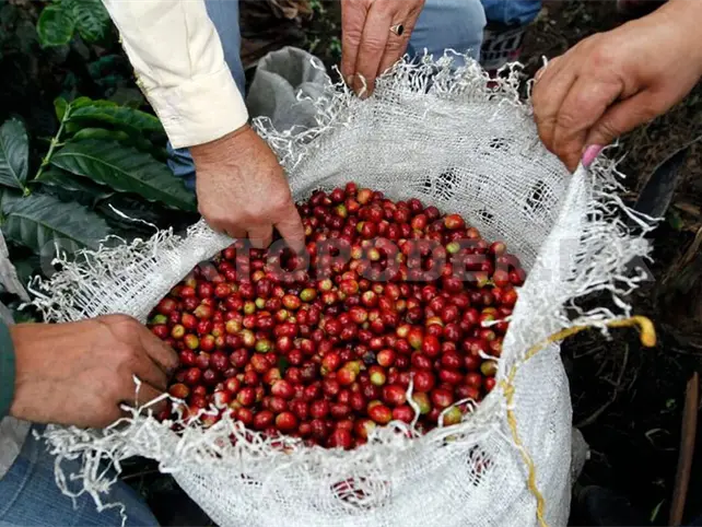 Cafetaleros con p&eacute;rdidas por falta de mano de obra