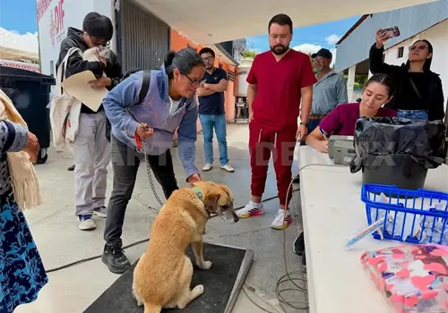 Campaña aplica esterilizaciones de perros y gatos Campaña aplica esterilizaciones de perros y gatos