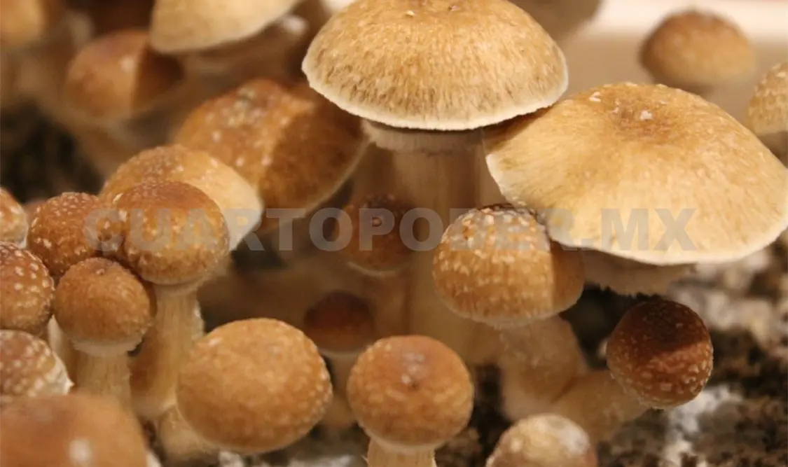 Los hongos tóxicos pueden generar afectaciones en quienes lo consumen. Diego Pérez / CP
