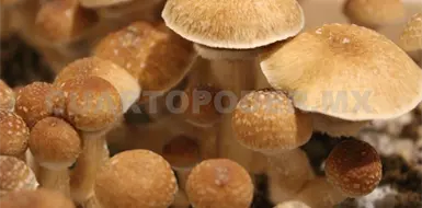 Recuerdan que 50 especies de hongos son t&oacute;xicas