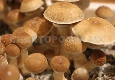 Recuerdan que 50 especies de hongos son tóxicas Recuerdan que 50 especies de hongos son tóxicas