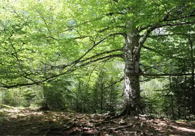 Atienden denuncias por presunta tala de árboles Atienden denuncias por presunta tala de árboles